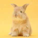 1999 год желтого земляного кролика