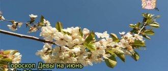 цветущее дерево в июне
