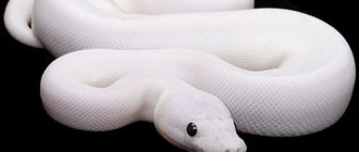 К чему снится белая змея?