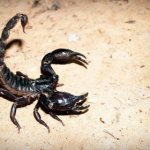 К чему снится черный скорпион: девушке, женщине, беременной, мужчине – толкование по разным сонникам