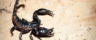 К чему снится черный скорпион: девушке, женщине, беременной, мужчине – толкование по разным сонникам