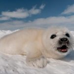 К чему снится тюлень