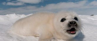 К чему снится тюлень