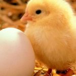 К чему снятся яйца: радоваться или печалиться?