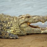 Крокодил у озера
