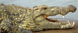 Крокодил у озера