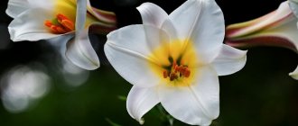 лилия - цветок карима