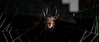 паук ползет по паутине