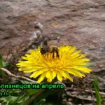 пчела на желтом цветке