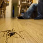 Примета про паука в квартире
