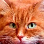 Приметы про рыжих кошек