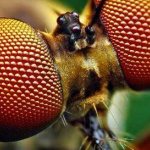 Приснились насекомые во сне - толкование и значение по соннику