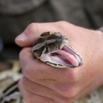 ядовитая змея в руке человека